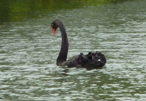 Black Swan