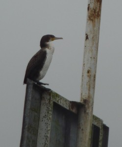 Cormorant on a post