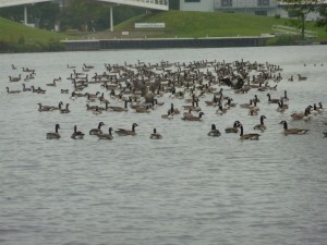 A Gaggle of Geese