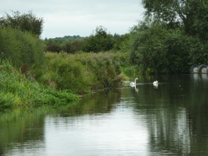The river section by Wychnor
