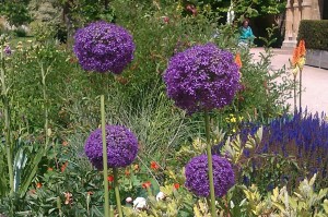 alliums