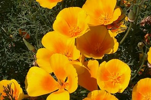 Californian Poppy