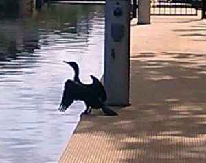 Cormorant