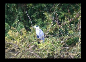 heron1