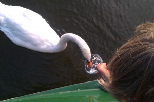 swan1