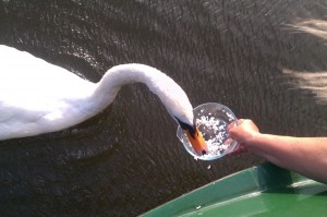 swan2