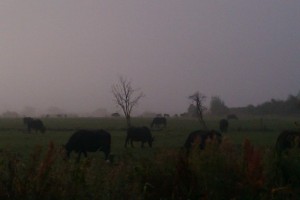 Buffalo in the misty morning