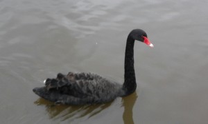 blackswan